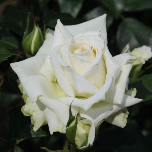 Rosa Alaska® - fehér - Csokros virágú - magastörzsű rózsafa- csüngő koronaforma